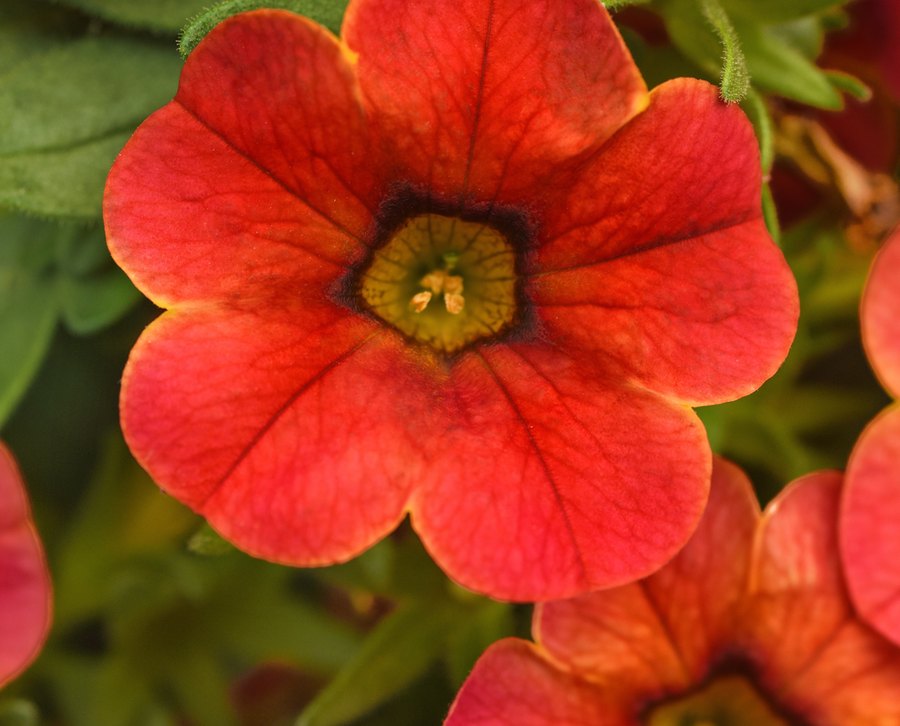 Calibrachoa: Aloha and Cha-Cha