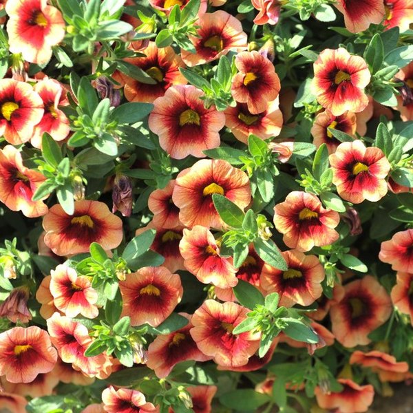 Kona Hula Orange Aloha Calibrachoa