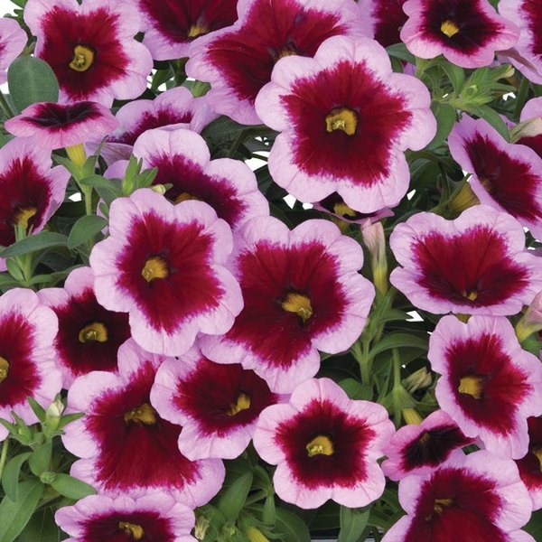 Kona Hula Pink 26 Aloha Calibrachoa