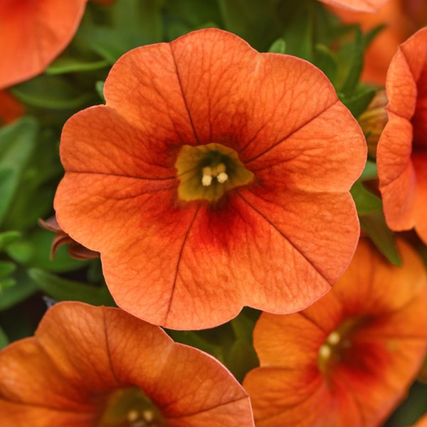 Bright Orange Cabaret Calibrachoa
