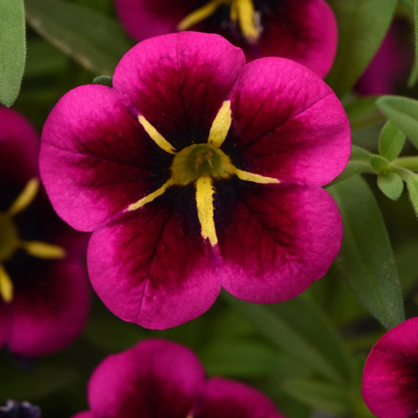 Good Night Kiss Cabaret Calibrachoa