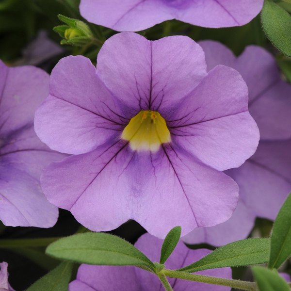 Lavender Cabaret Calibrachoa