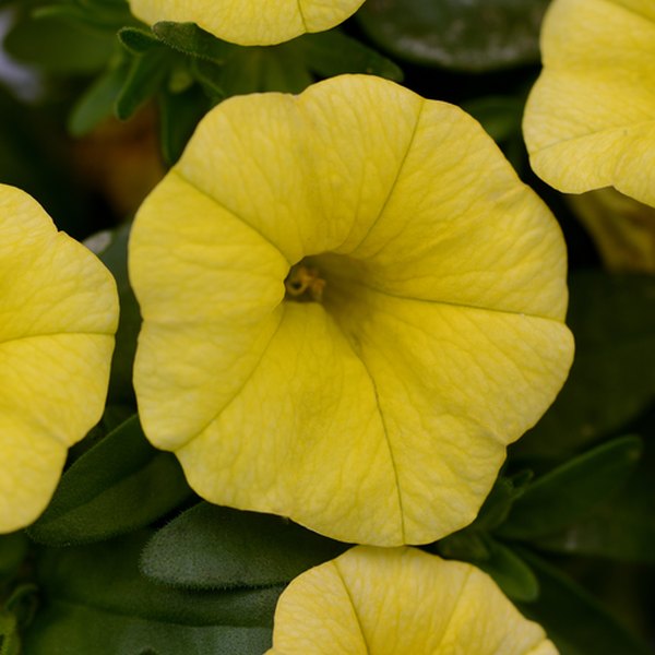 Lemon Yellow (Primrose) Cabaret Calibrachoa