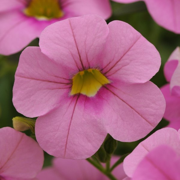 Light Pink Cabaret Calibrachoa