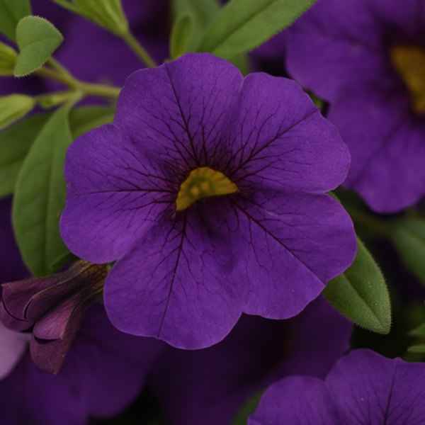 Midnight Blue Cabaret Calibrachoa