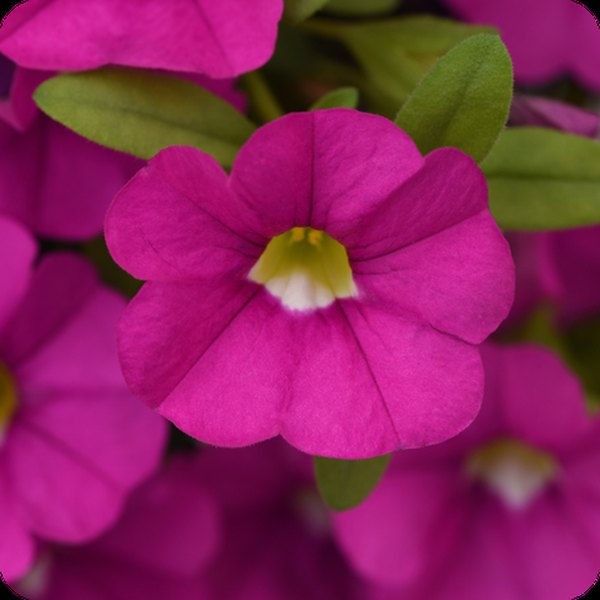 Pink Cabaret Calibrachoa