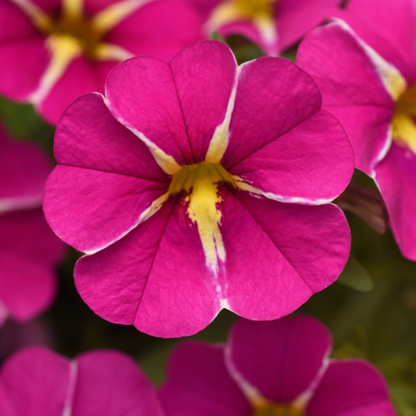 Pink Star Cabaret Calibrachoa