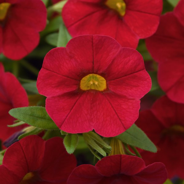 Red Cabaret Calibrachoa