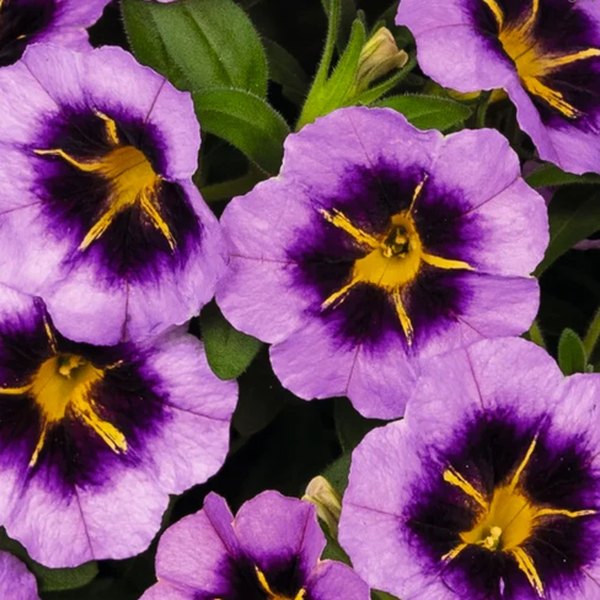 Calibrachoa: Lia, Bicolor, and Cabaret