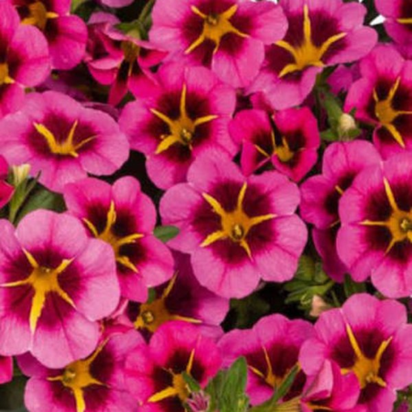 Tik Tok Rose Bicolor Calibrachoa