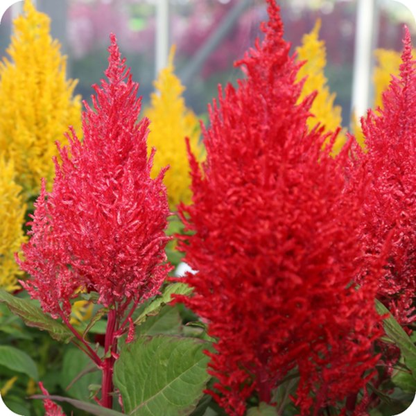 Mix Century Celosia