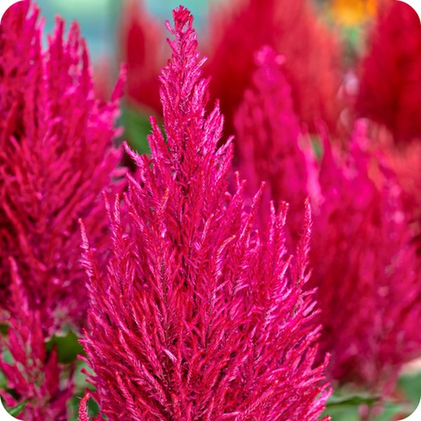 Pink Century Celosia