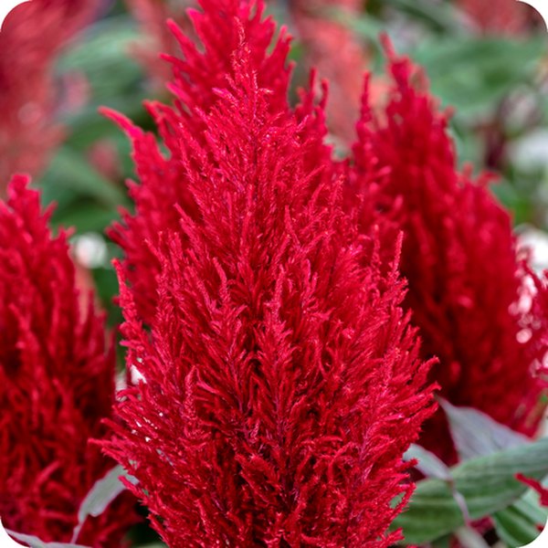 Red Century Celosia