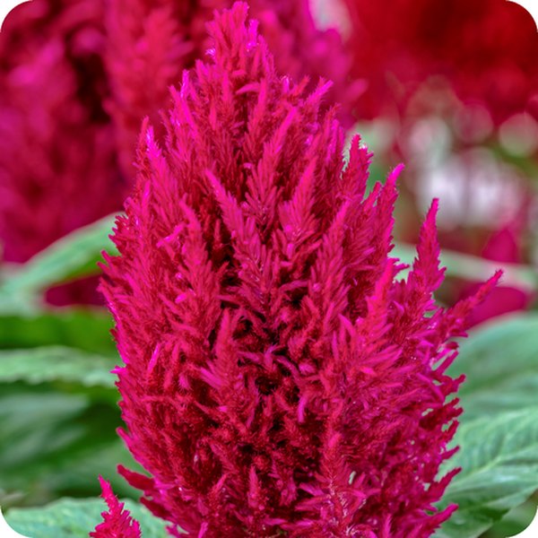 Rose Century Celosia