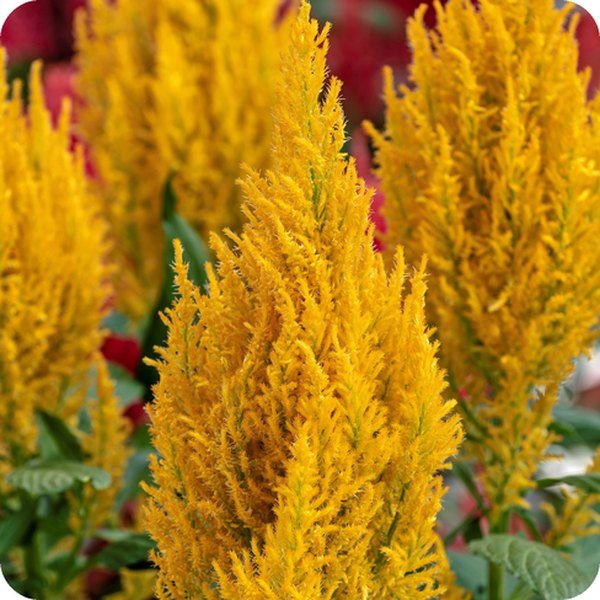 Yellow Century Celosia