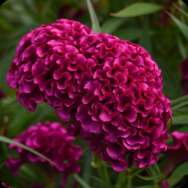 Strawberry Twisted Celosia