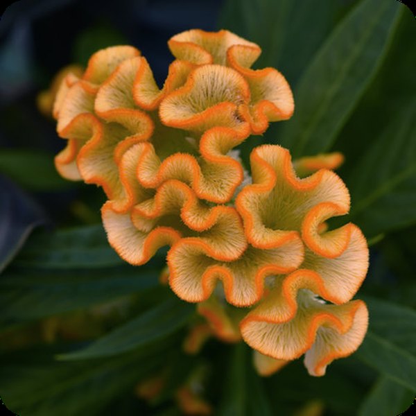 Yellow Twisted Celosia
