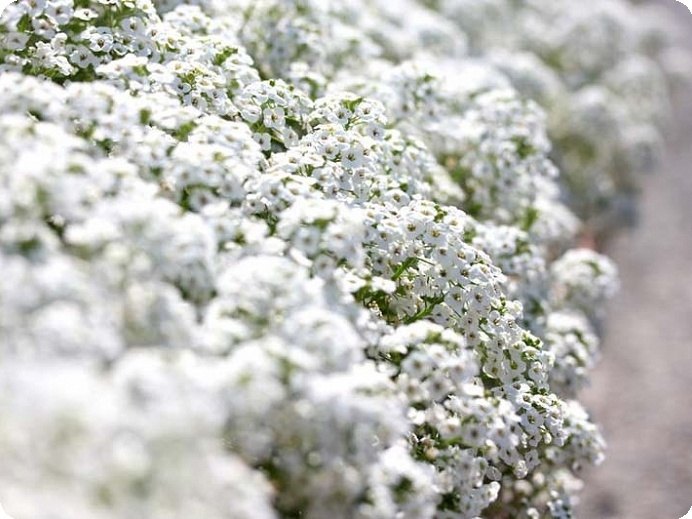 Clear Crystal Alyssum