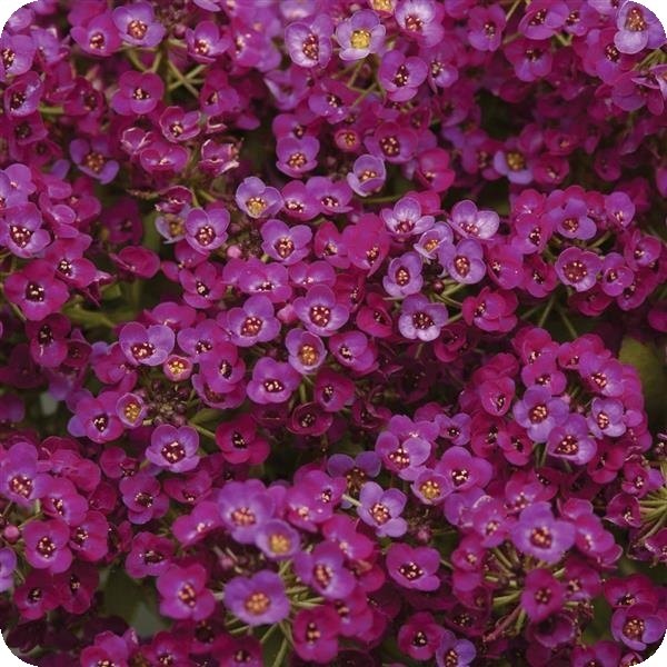 Purple Clear Crystal Alyssum