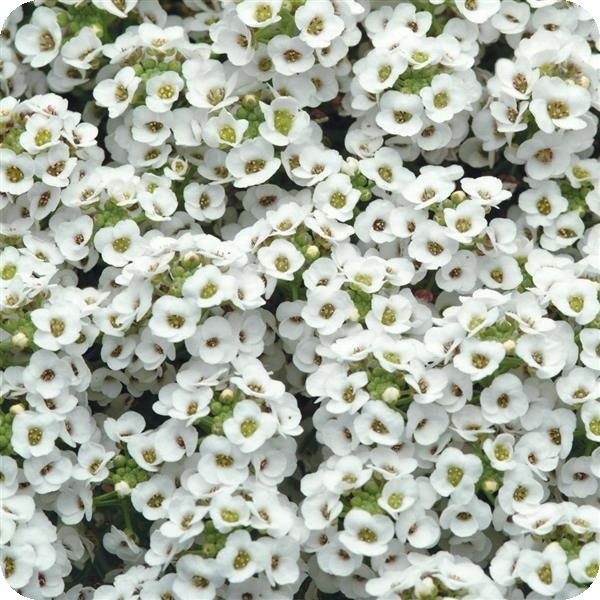 Snow (White) Clear Crystal Alyssum