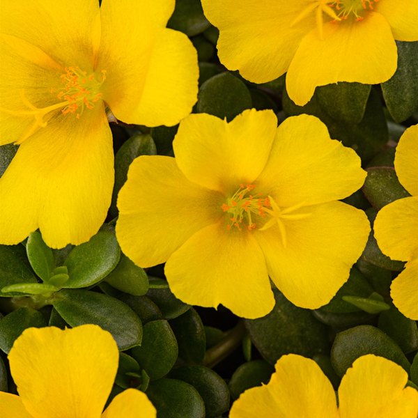 Limon Colorburst Purslane
