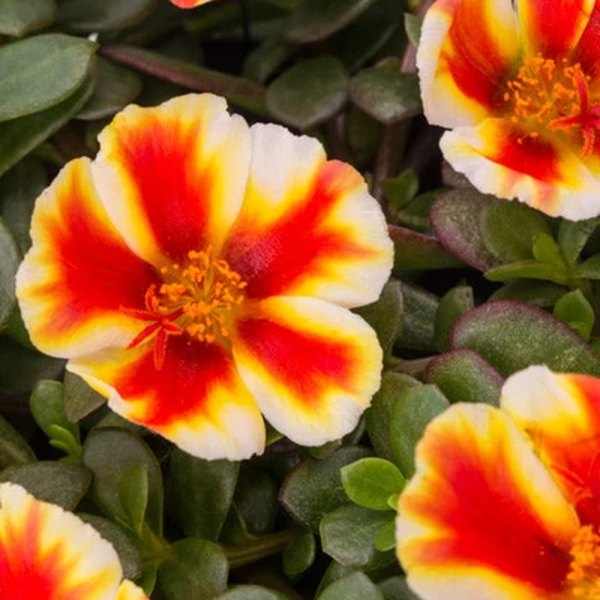 Mango Mojito Colorburst Purslane