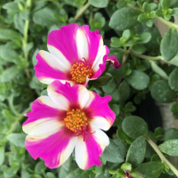 Pink Lady Colorburst Purslane