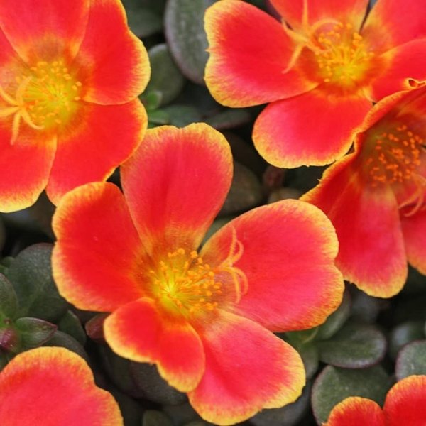 Rum Punch Colorburst Purslane