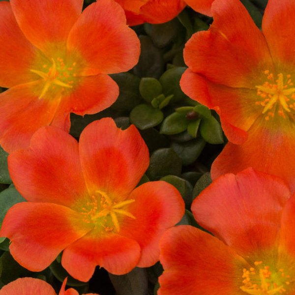 Tangerine Colorburst Purslane