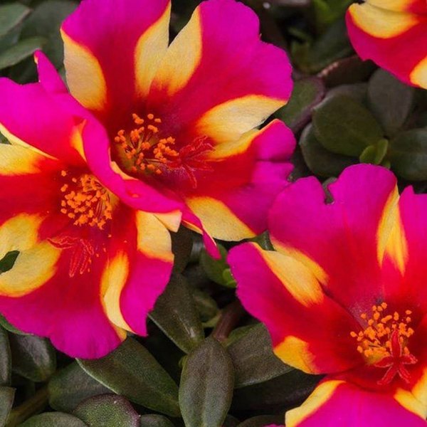 Watermelon Punch Colorburst Purslane