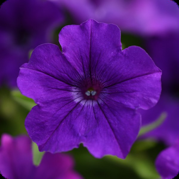 ColorRush Petunias