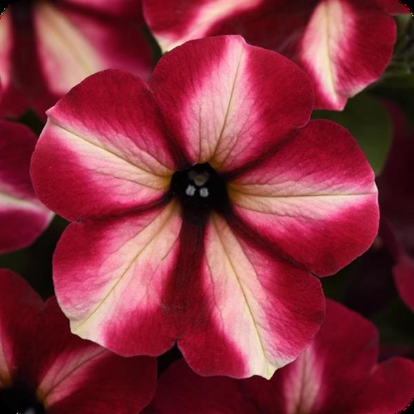 ColorRush Petunias