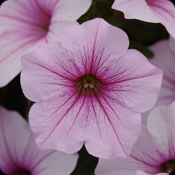 Pink Vein ColorRush Petunias