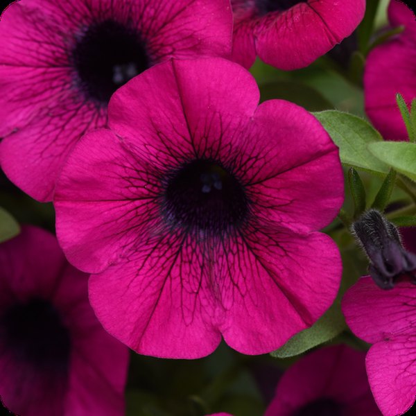 Purple ColorRush Petunias
