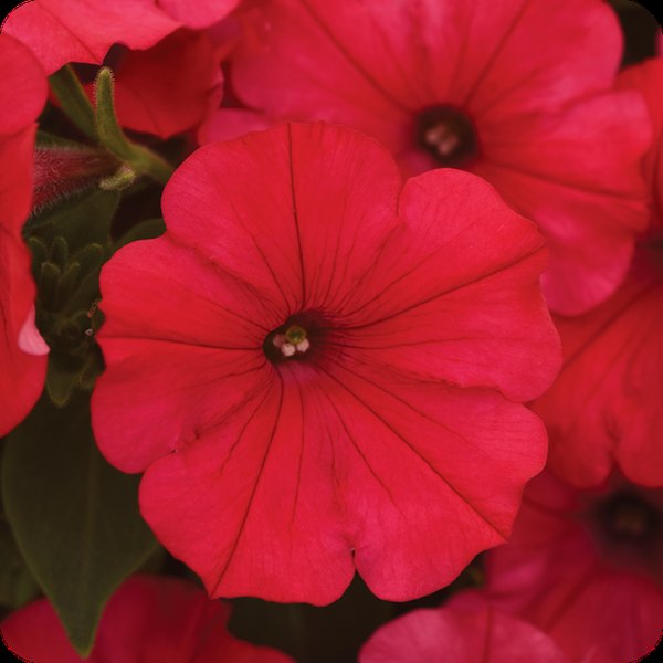 Watermelon Red ColorRush Petunias