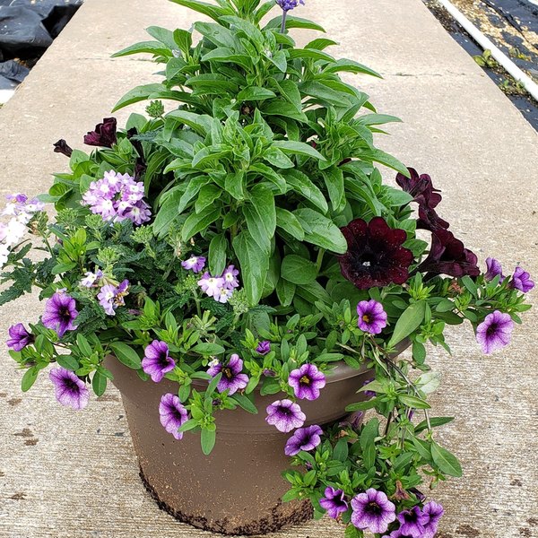 Cool-Tone Combination Combination and Patio Pots