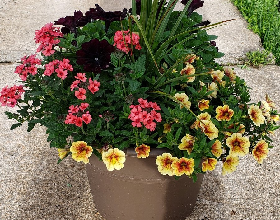 Combination and Patio Pots