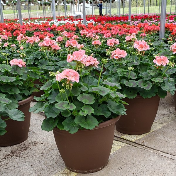 Combination and Patio Pots