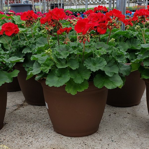 Red Deco Geraniums Combination and Patio Pots