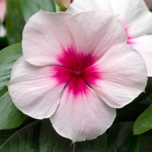 Cora Cascade Vinca