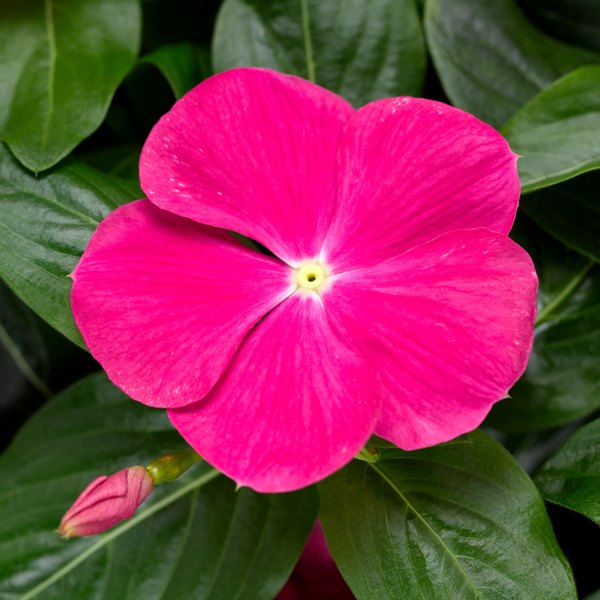 Bright Rose Cora Cascade Vinca
