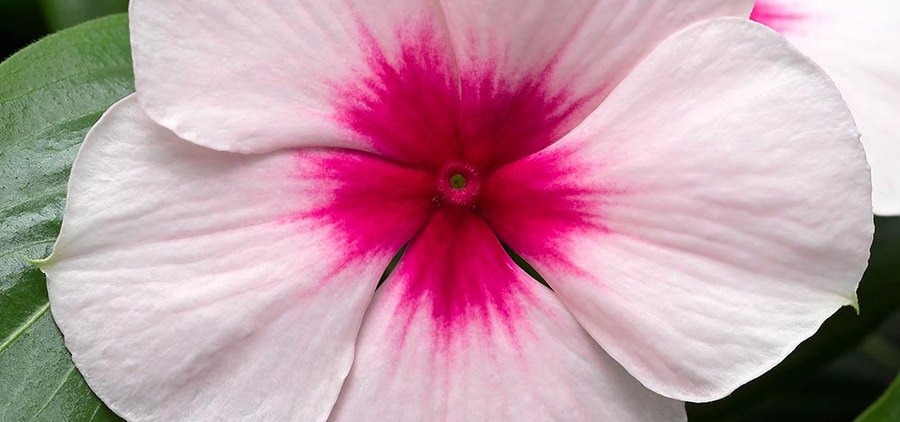 Cora Cascade Vinca