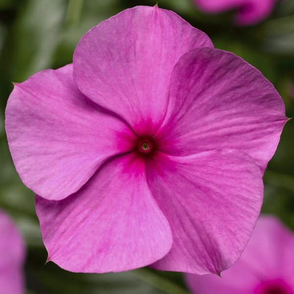 Lilac Cora Cascade Vinca
