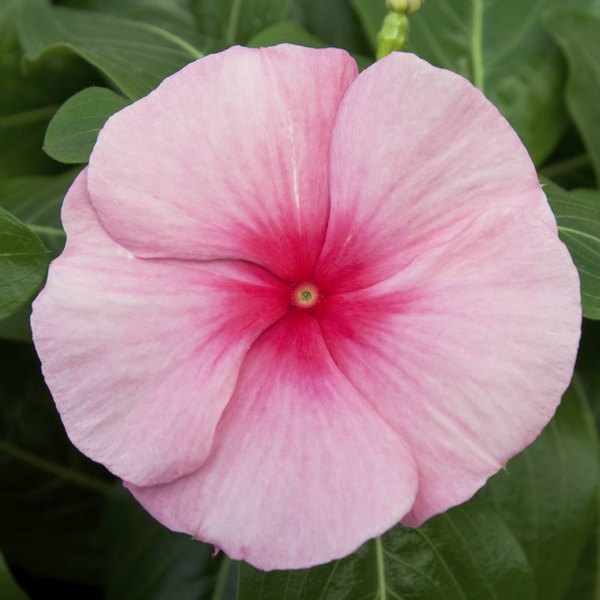 Strawberry Cora Cascade Vinca