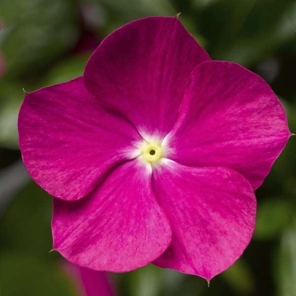 Violet Cora Cascade Vinca