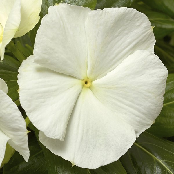 White Cora Cascade Vinca