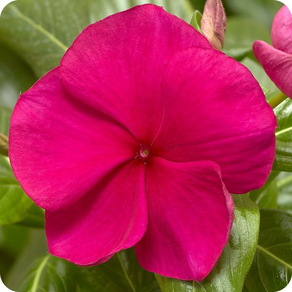 Cora XDR Vinca