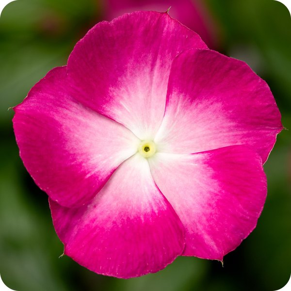 Magenta Halo Cora XDR Vinca