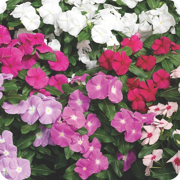 Mix Cora XDR Vinca