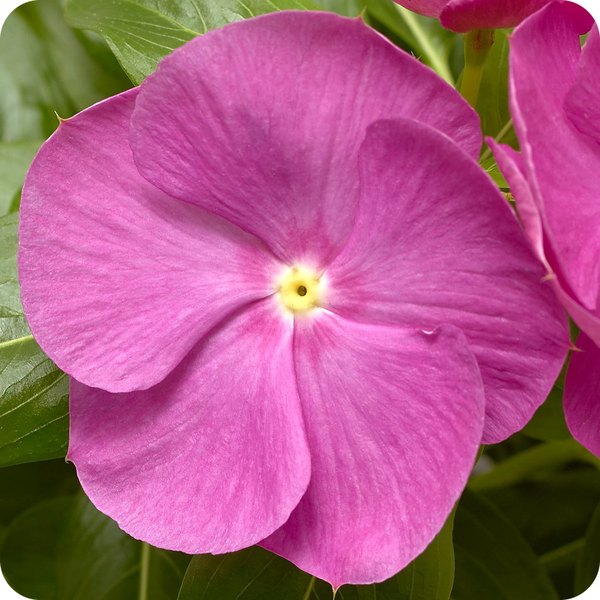 Orchid Cora XDR Vinca